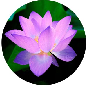 Leuchtender Lotus