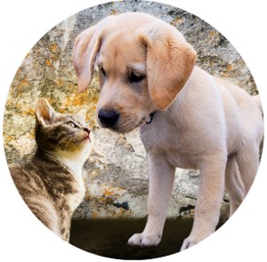  kleiner Hund und kleine Katze unterhalten sich