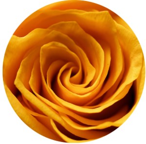 Blick in die Knospe einer gelben Rose
